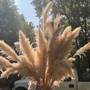 Pampas Grass